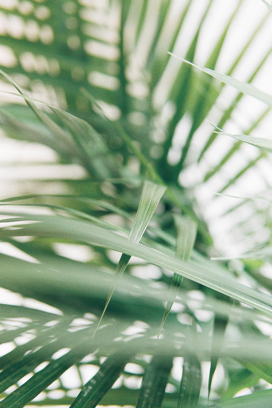 A large fern plant.